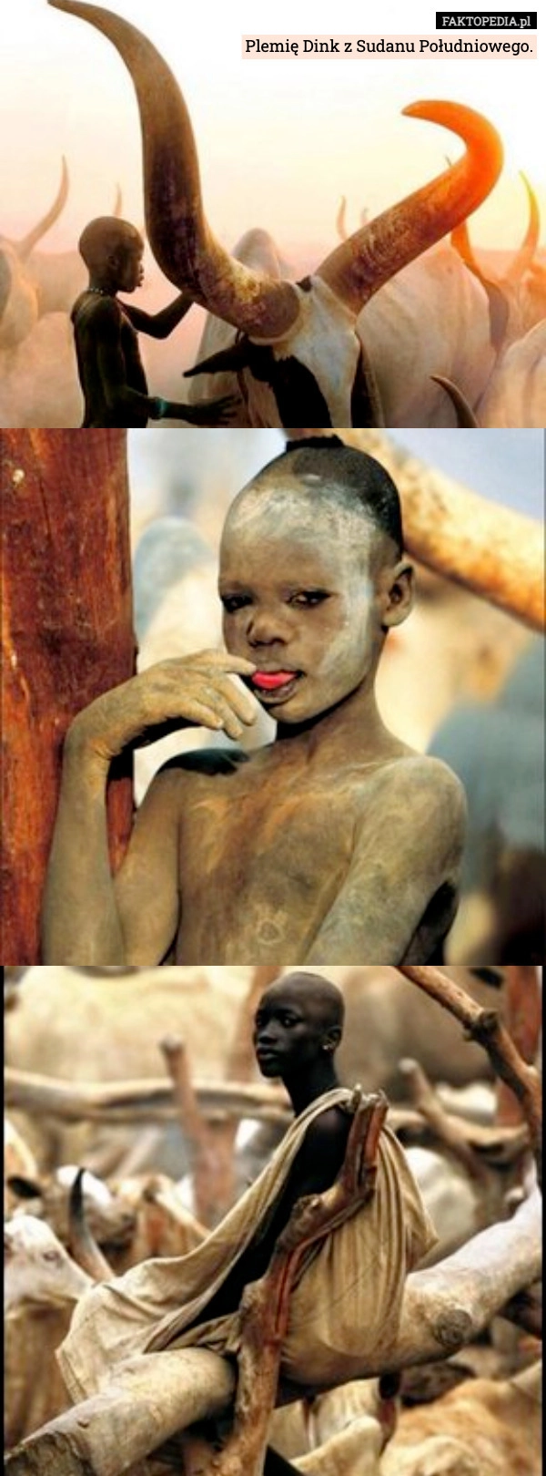 
    Plemię Dink z Sudanu Południowego.
