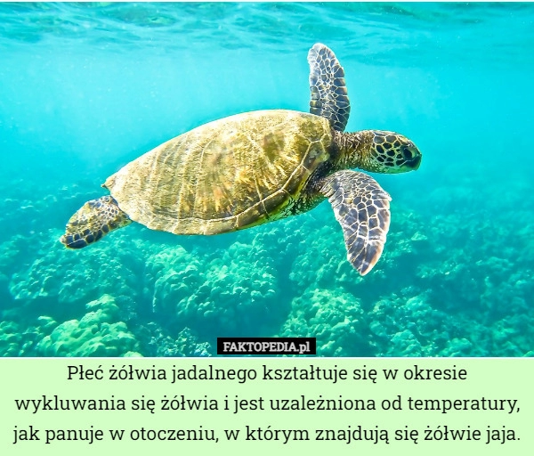 
    Płeć żółwia jadalnego kształtuje się w okresie wykluwania się żółwia i jest