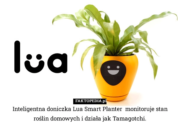 
    
			Inteligentna doniczka Lua Smart Planter  monitoruje stan roślin domowych					