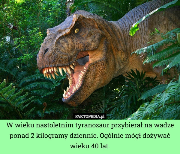 
    W wieku nastoletnim tyranozaur przybierał na wadze ponad 2 kilogramy dziennie.
