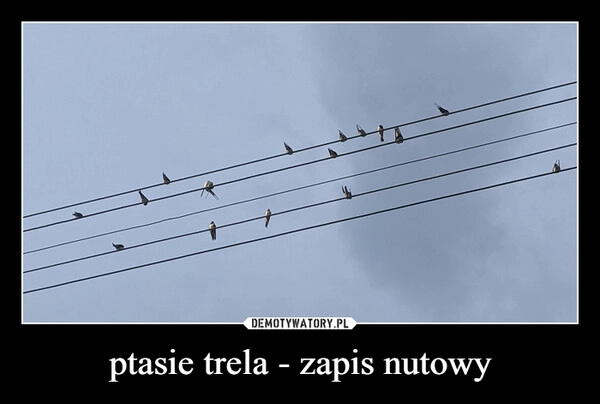 
    ptasie trela - zapis nutowy