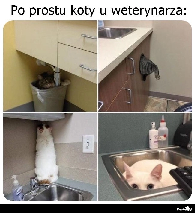 
    Koty u weterynarza 