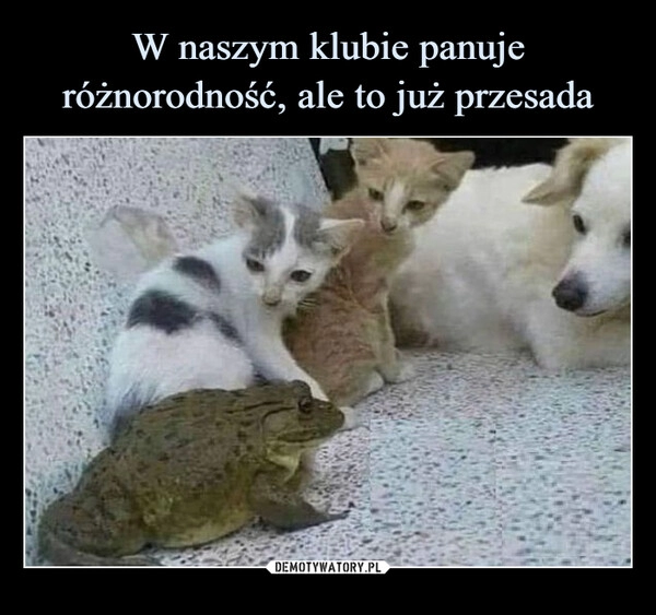 
    W naszym klubie panuje różnorodność, ale to już przesada