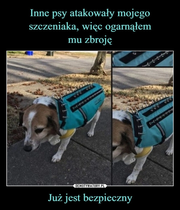 
    Inne psy atakowały mojego szczeniaka, więc ogarnąłem
mu zbroję Już jest bezpieczny