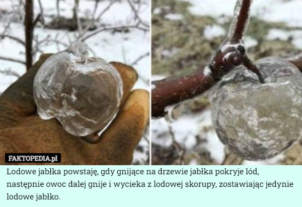 
    Lodowe jabłka powstaję, gdy gnijące na drzewie jabłka pokryje lód, następnie