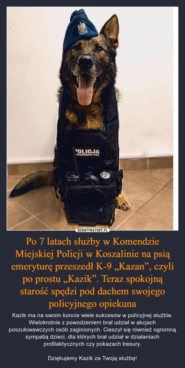 
    Po 7 latach służby w Komendzie Miejskiej Policji w Koszalinie na psią emeryturę przeszedł K-9 „Kazan”, czyli po prostu „Kazik”. Teraz spokojną starość spędzi pod dachem swojego policyjnego opiekuna