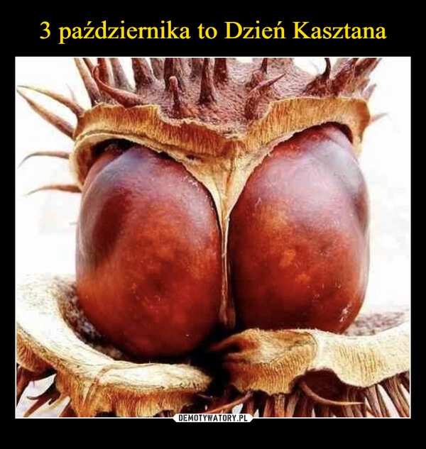 
    3 października to Dzień Kasztana