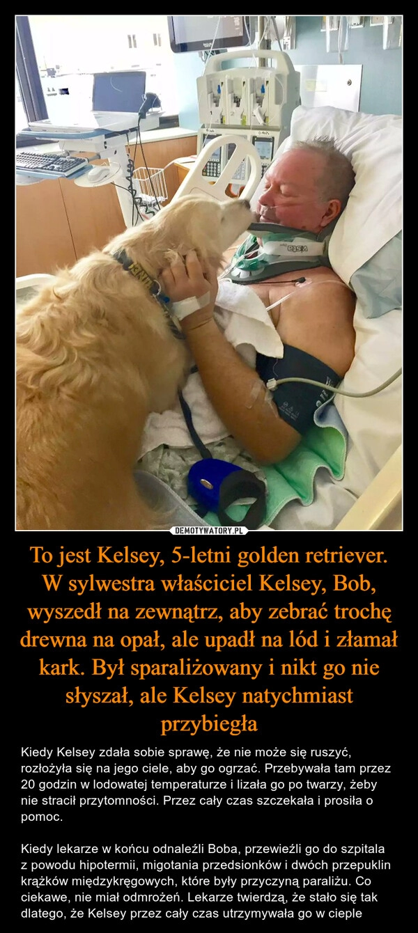 
    To jest Kelsey, 5-letni golden retriever. W sylwestra właściciel Kelsey, Bob, wyszedł na zewnątrz, aby zebrać trochę drewna na opał, ale upadł na lód i złamał kark. Był sparaliżowany i nikt go nie słyszał, ale Kelsey natychmiast przybiegła