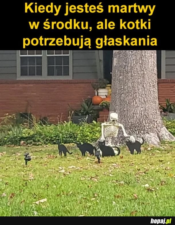 
    Kotki trzeba głaskać