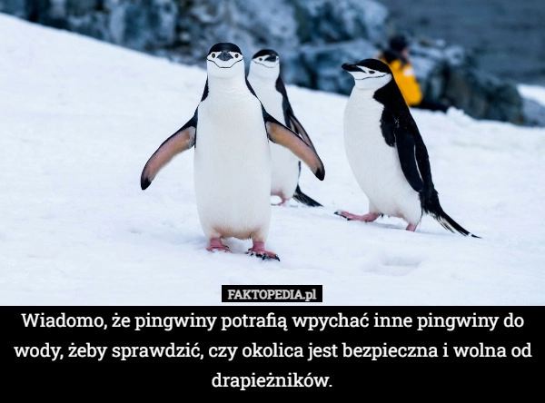 
    Wiadomo, że pingwiny potrafią wpychać inne pingwiny do wody, żeby sprawdzić,