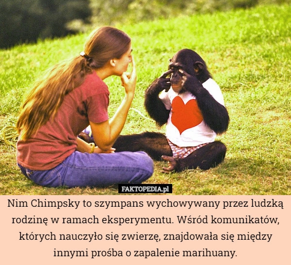 
    Nim Chimpsky to szympans wychowywany przez ludzką rodzinę w ramach eksperymentu.