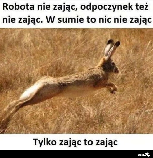 
    Tylko zając to zając 