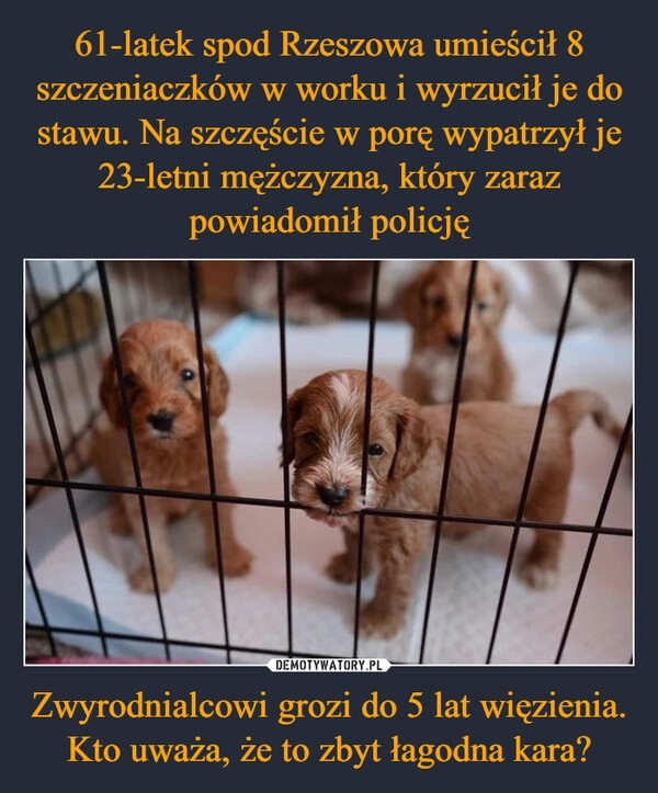 
    61-latek spod Rzeszowa umieścił 8 szczeniaczków w worku i wyrzucił je do stawu. Na szczęście w porę wypatrzył je 23-letni mężczyzna, który zaraz powiadomił policję Zwyrodnialcowi grozi do 5 lat więzienia. Kto uważa, że to zbyt łagodna kara?