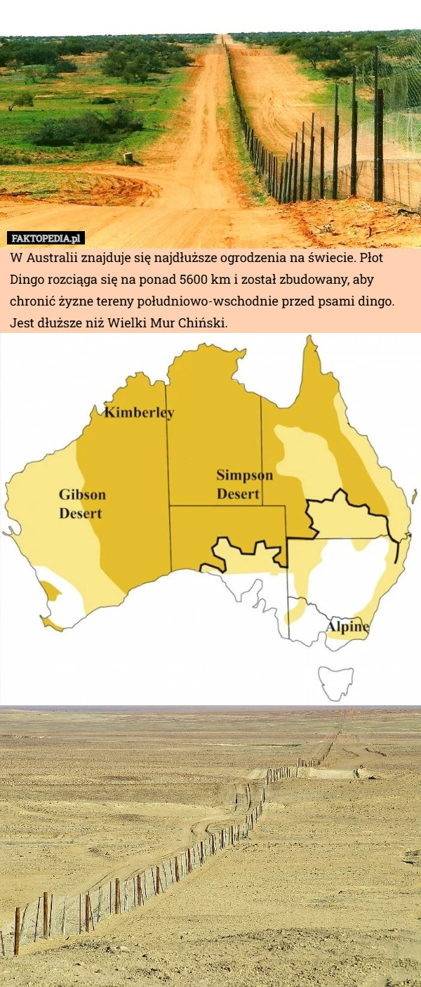 
    W Australii znajduje się najdłuższe ogrodzenia na świecie. Płot Dingo rozciąga