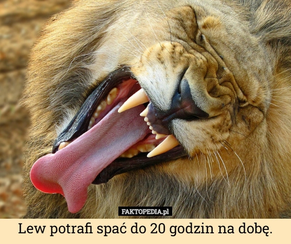 
    Lew potrafi spać do 20 godzin na dobę.