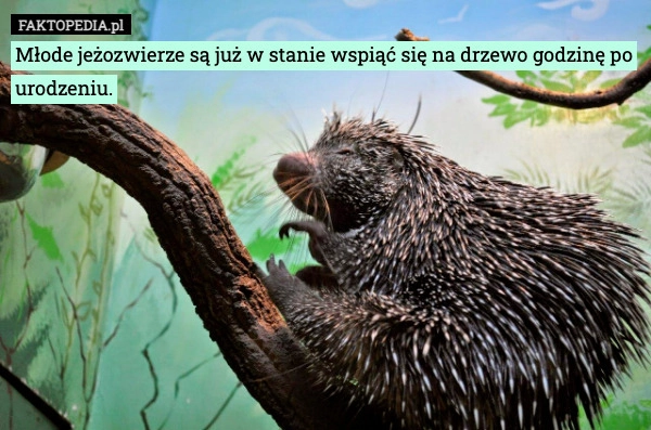 
    Młode jeżozwierze są już w stanie wspiąć się na drzewo godzinę po urodzeniu.