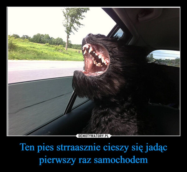 
    Ten pies strraasznie cieszy się jadąc pierwszy raz samochodem