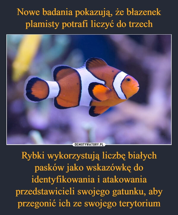 
    Nowe badania pokazują, że błazenek plamisty potrafi liczyć do trzech Rybki wykorzystują liczbę białych pasków jako wskazówkę do identyfikowania i atakowania przedstawicieli swojego gatunku, aby przegonić ich ze swojego terytorium