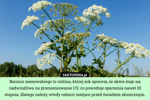 
    Barszcz sosnowskiego to roślina, której sok sprawia, że skóra staje się