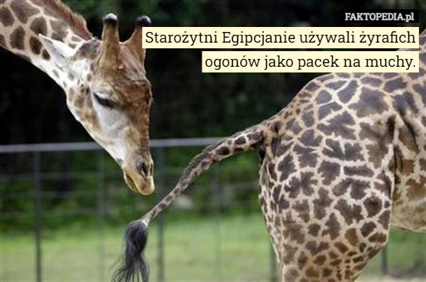 
    
			Starożytni Egipcjanie używali żyrafich ogonów jako pacek na...					