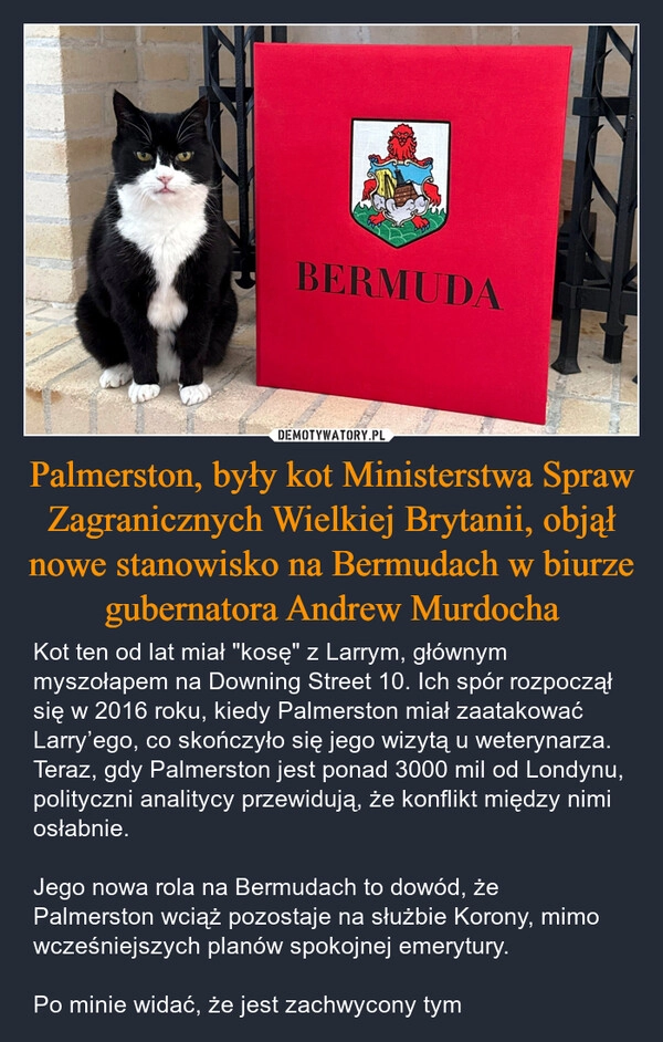 
    Palmerston, były kot Ministerstwa Spraw Zagranicznych Wielkiej Brytanii, objął nowe stanowisko na Bermudach w biurze gubernatora Andrew Murdocha