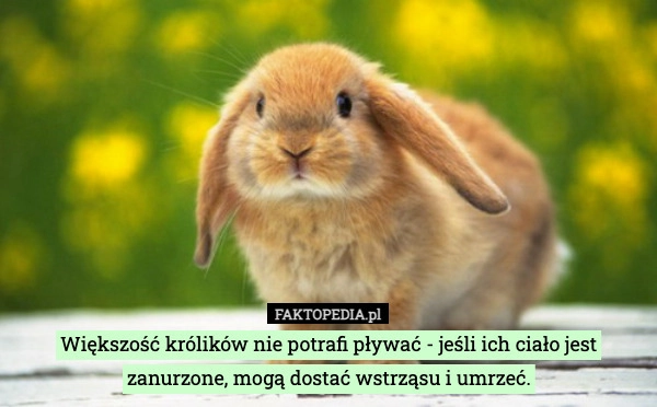 Większość królików nie potrafi pływać - jeśli ich ciało jest zanurzone,