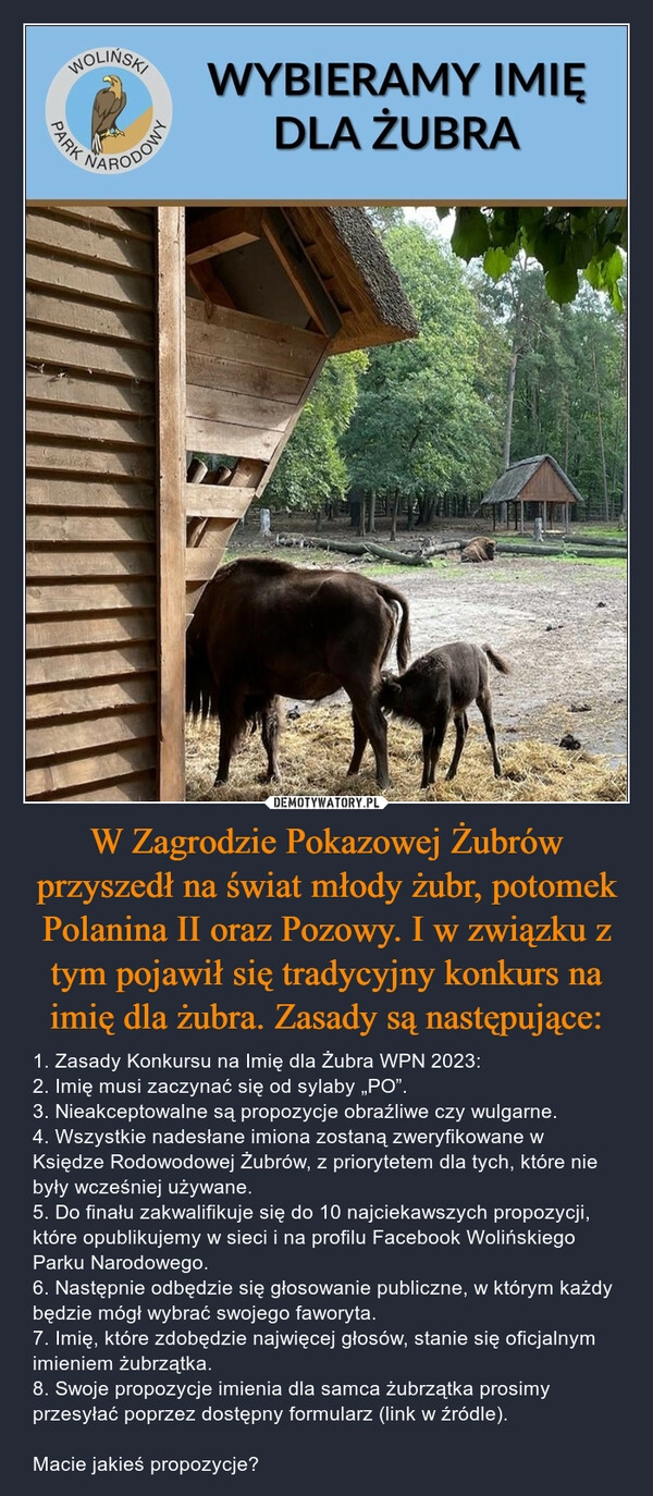 
    W Zagrodzie Pokazowej Żubrów przyszedł na świat młody żubr, potomek Polanina II oraz Pozowy. I w związku z tym pojawił się tradycyjny konkurs na imię dla żubra. Zasady są następujące: