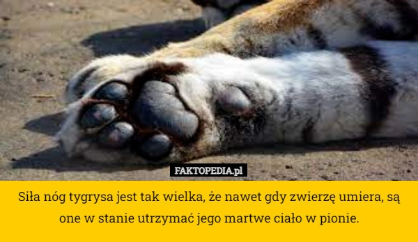 
    Siła nóg tygrysa jest tak wielka, że nawet gdy zwierzę umiera, są one w