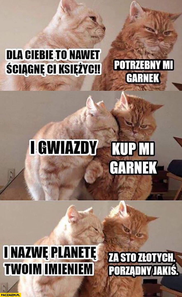 
    Kot koty potrzebny mi garnek dla Ciebie to nawet ściągnę Ci księżyc i gwiazdy za sto złotych porządny jakiś