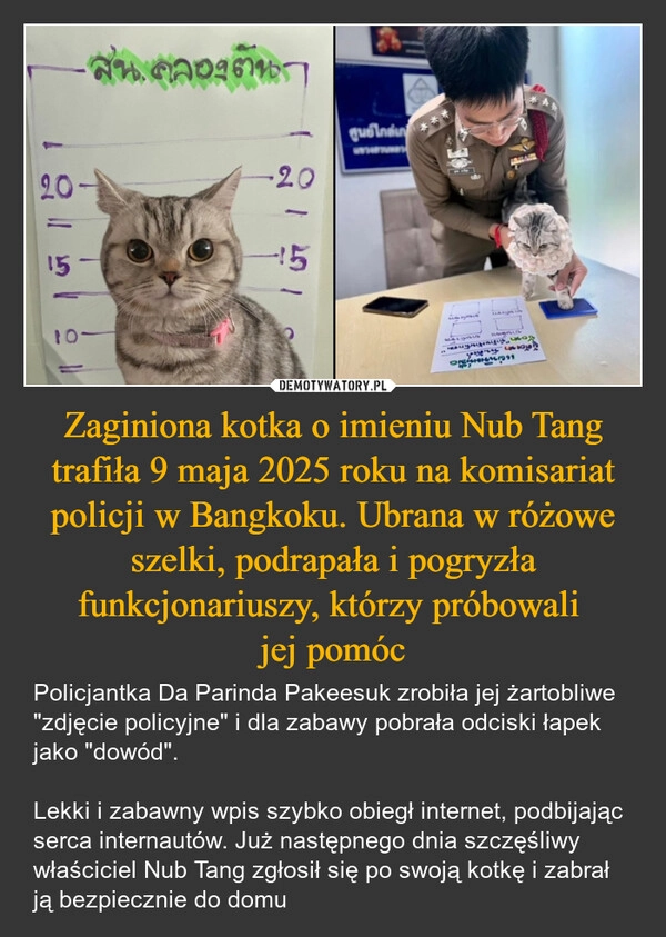 
    Zaginiona kotka o imieniu Nub Tang trafiła 9 maja 2025 roku na komisariat policji w Bangkoku. Ubrana w różowe szelki, podrapała i pogryzła funkcjonariuszy, którzy próbowali 
jej pomóc