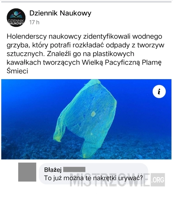 
    Grzyb rozkładając odpady - Parengyodontium album