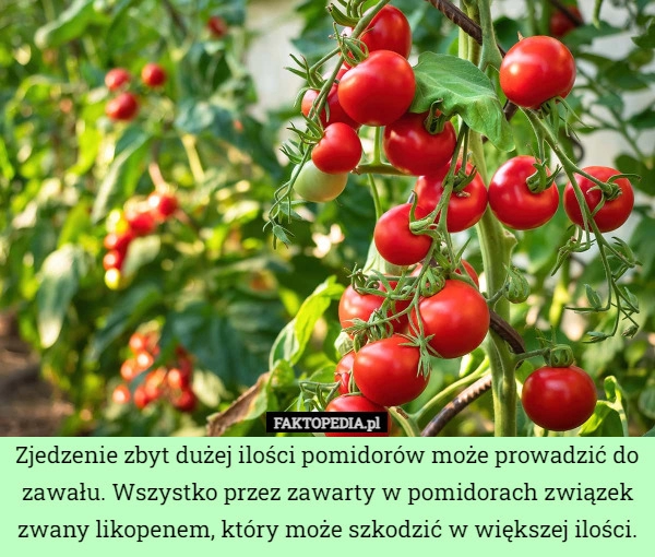 
    Zjedzenie zbyt dużej ilości pomidorów może prowadzić do zawału. Wszystko