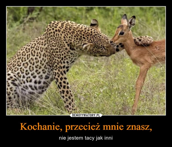 
    Kochanie, przecież mnie znasz,