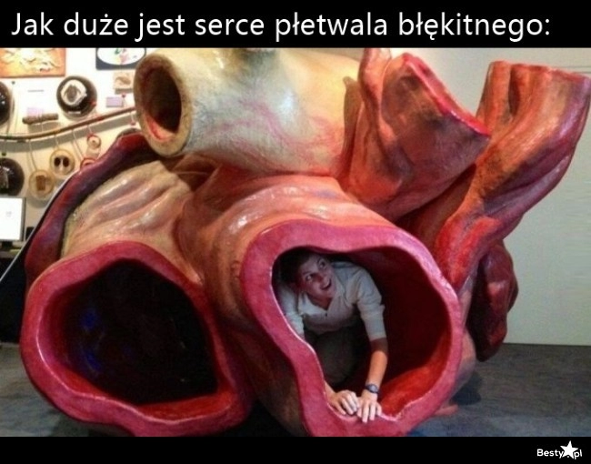 
    Serca płetwala błękitnego 