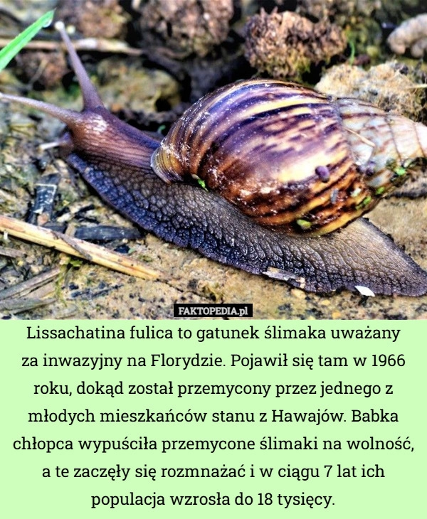 
    Lissachatina fulica to gatunek ślimaka uważany
za inwazyjny na Florydzie.
