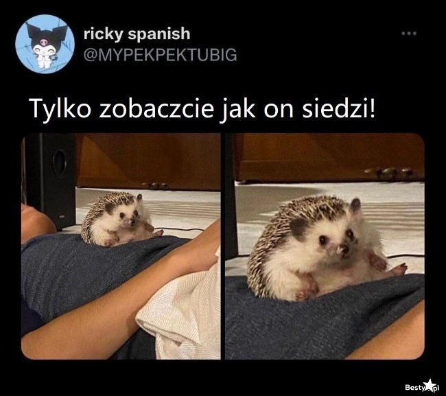 
    Jeżyk 