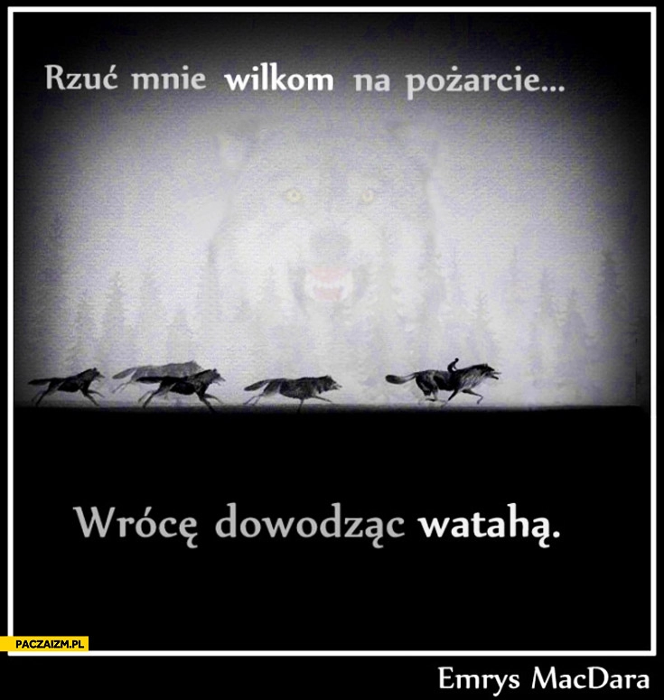 
    Rzuć mnie wilkom na pożarcie wrócę dowodząc watahą Emrys Macdara