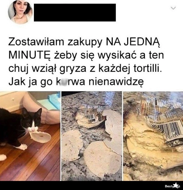 
    Kot i zakupy 