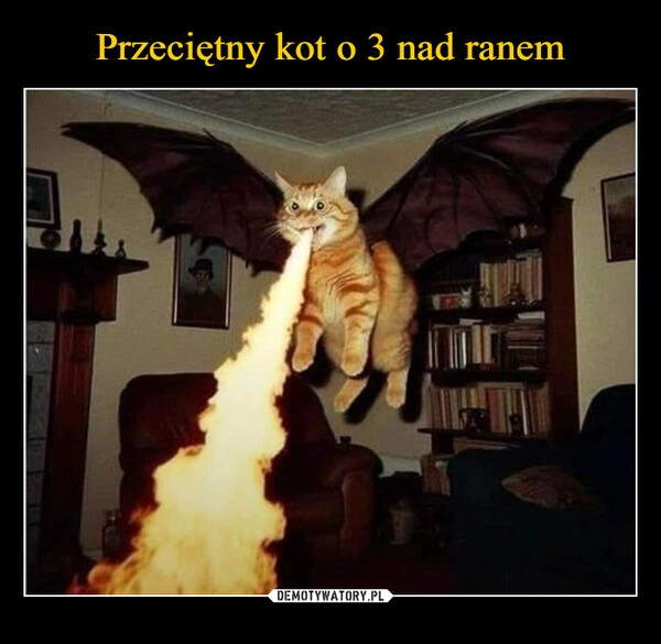 
    Przeciętny kot o 3 nad ranem