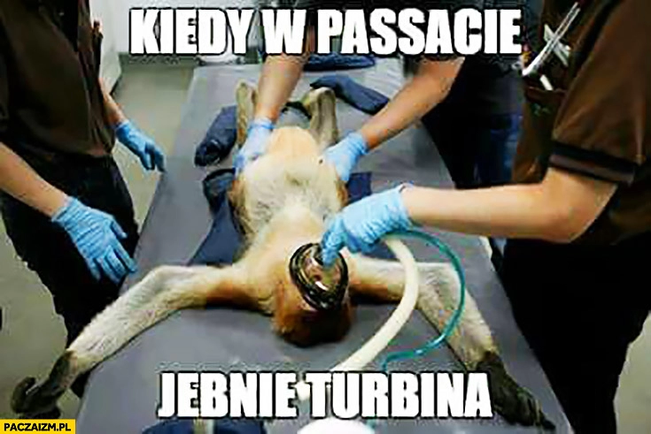 
    Kiedy w Passacie jebnie turbina typowy Polak nosacz sztuczne oddychanie intubacja