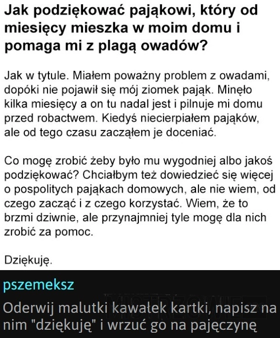 
    Pająk