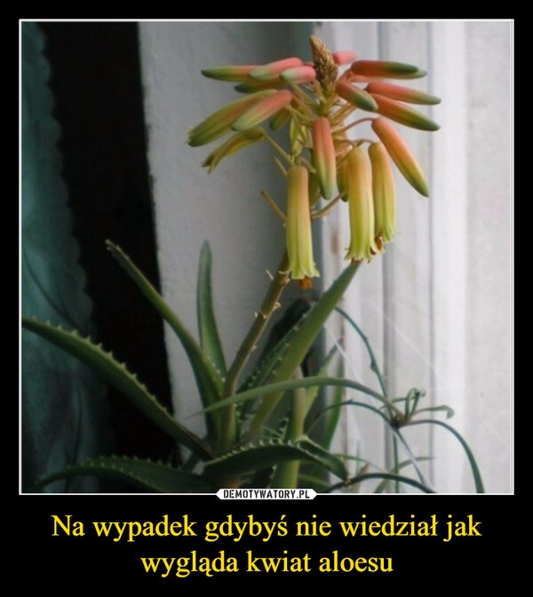 
    Na wypadek gdybyś nie wiedział jak wygląda kwiat aloesu