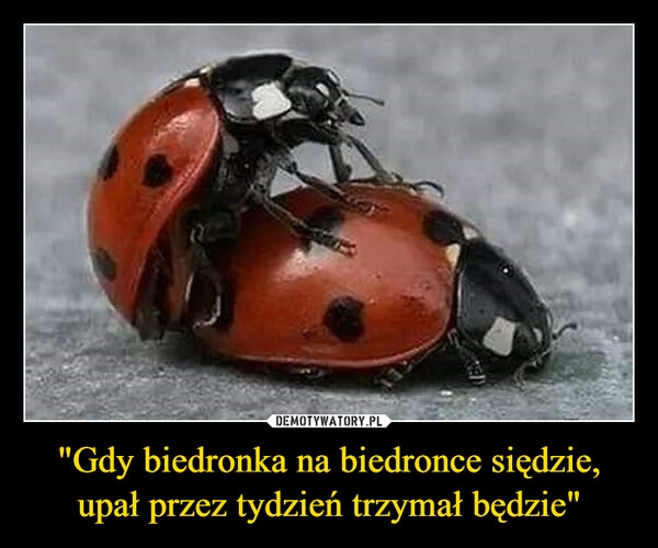 
    "Gdy biedronka na biedronce siędzie,
upał przez tydzień trzymał będzie"