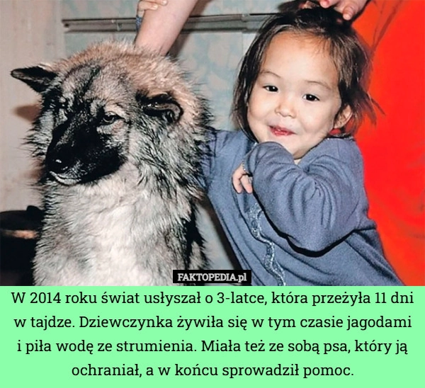
    W 2014 roku świat usłyszał o 3-latce, która przeżyła 11 dni w tajdze. Dziewczynka
