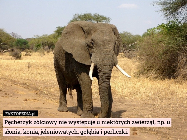 
    Pęcherzyk żółciowy nie występuje u niektórych zwierząt, np. u słonia, konia,