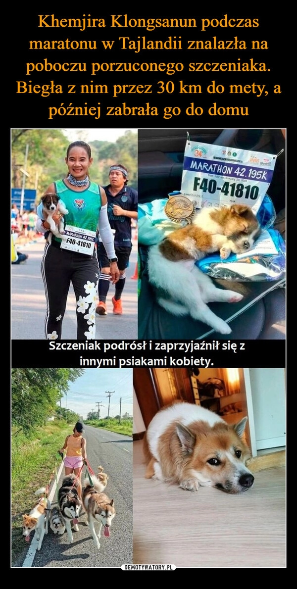 
    Khemjira Klongsanun podczas maratonu w Tajlandii znalazła na poboczu porzuconego szczeniaka. Biegła z nim przez 30 km do mety, a później zabrała go do domu