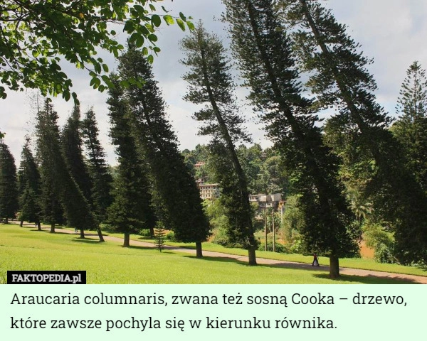 
    Araucaria columnaris, zwana też sosną Cooka – drzewo, które zawsze pochyla...