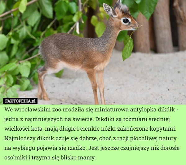 
    We wrocławskim zoo urodziła się miniaturowa antylopka dikdik - jedna z najmniejszych