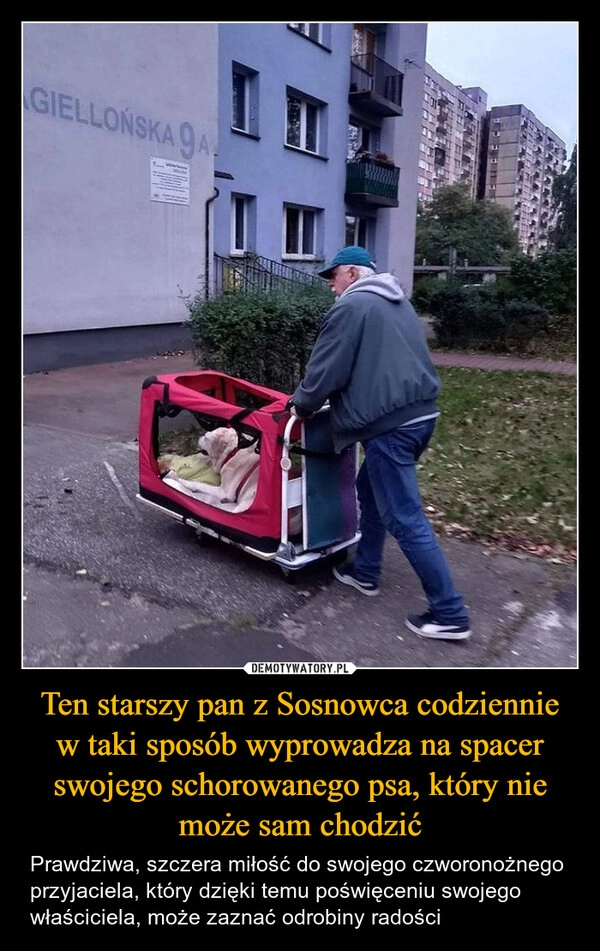 
    Ten starszy pan z Sosnowca codziennie w taki sposób wyprowadza na spacer swojego schorowanego psa, który nie może sam chodzić