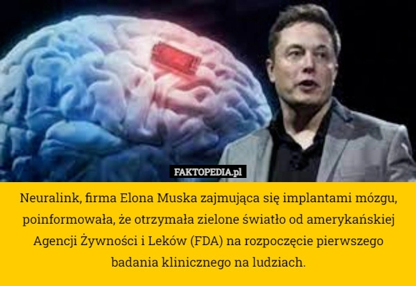 
    Neuralink, firma Elona Muska zajmująca się implantami mózgu, poinformowała,